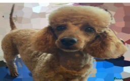 Schnoodle dogs for sale: Adorable Schnoodle Puppies Looking for Loving Home - Image 4