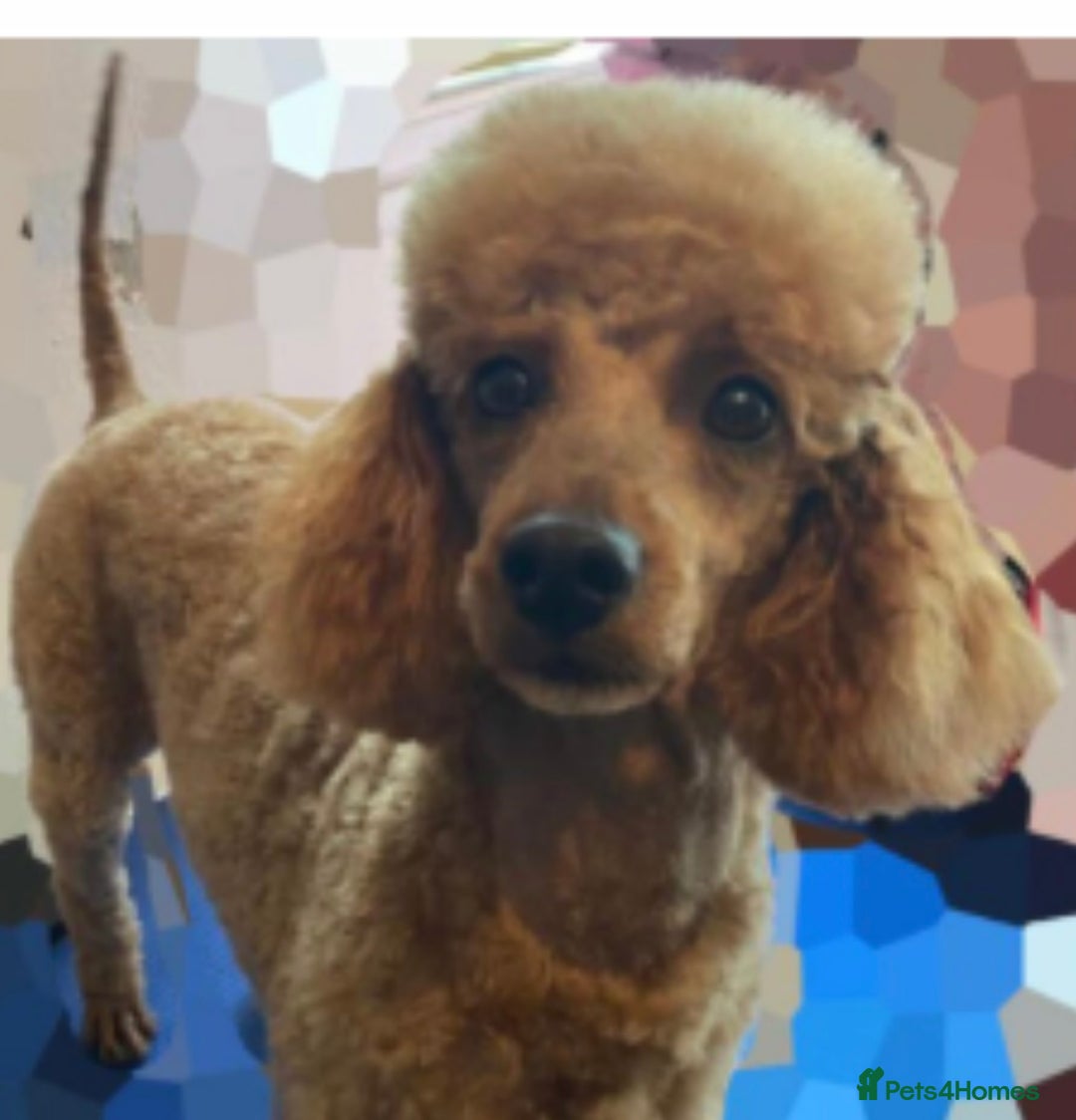 Schnoodle dogs for sale: Adorable Schnoodle Puppies Looking for Loving Home - Image 4