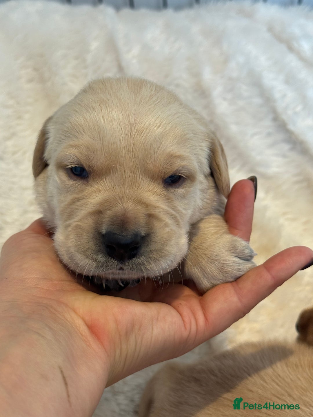 Goldador dogs for sale: Gorgoeus Goldador’s  - Image 7