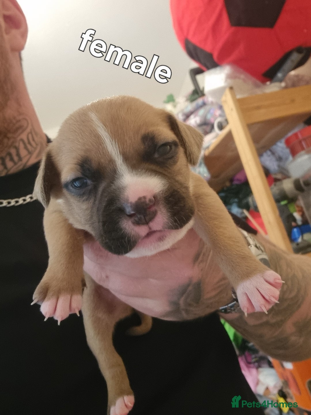 Staffordshire Bull Terrier dogs for sale: Puppies  - Image 4