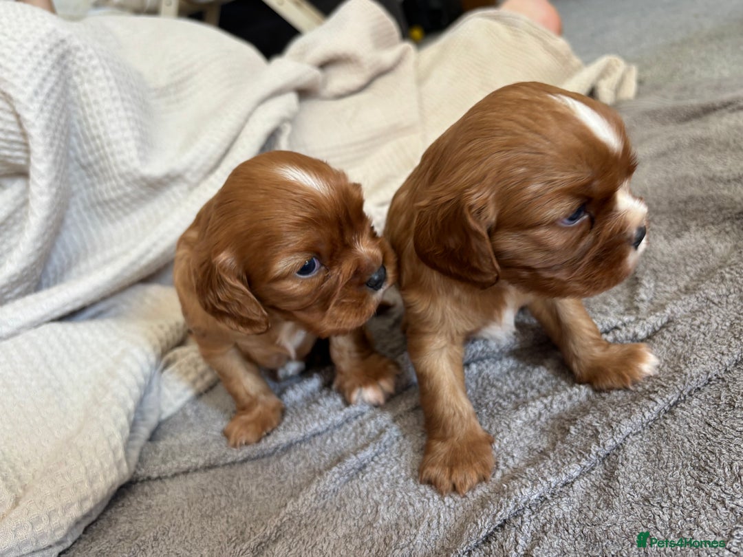 Cavalier King Charles Spaniel dogs for sale: KC reg 🍫parents/Eyes/heart&health certs - Image 11