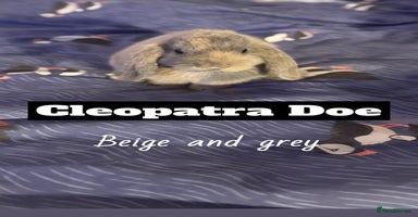Mini Lop rabbits - Advert 8