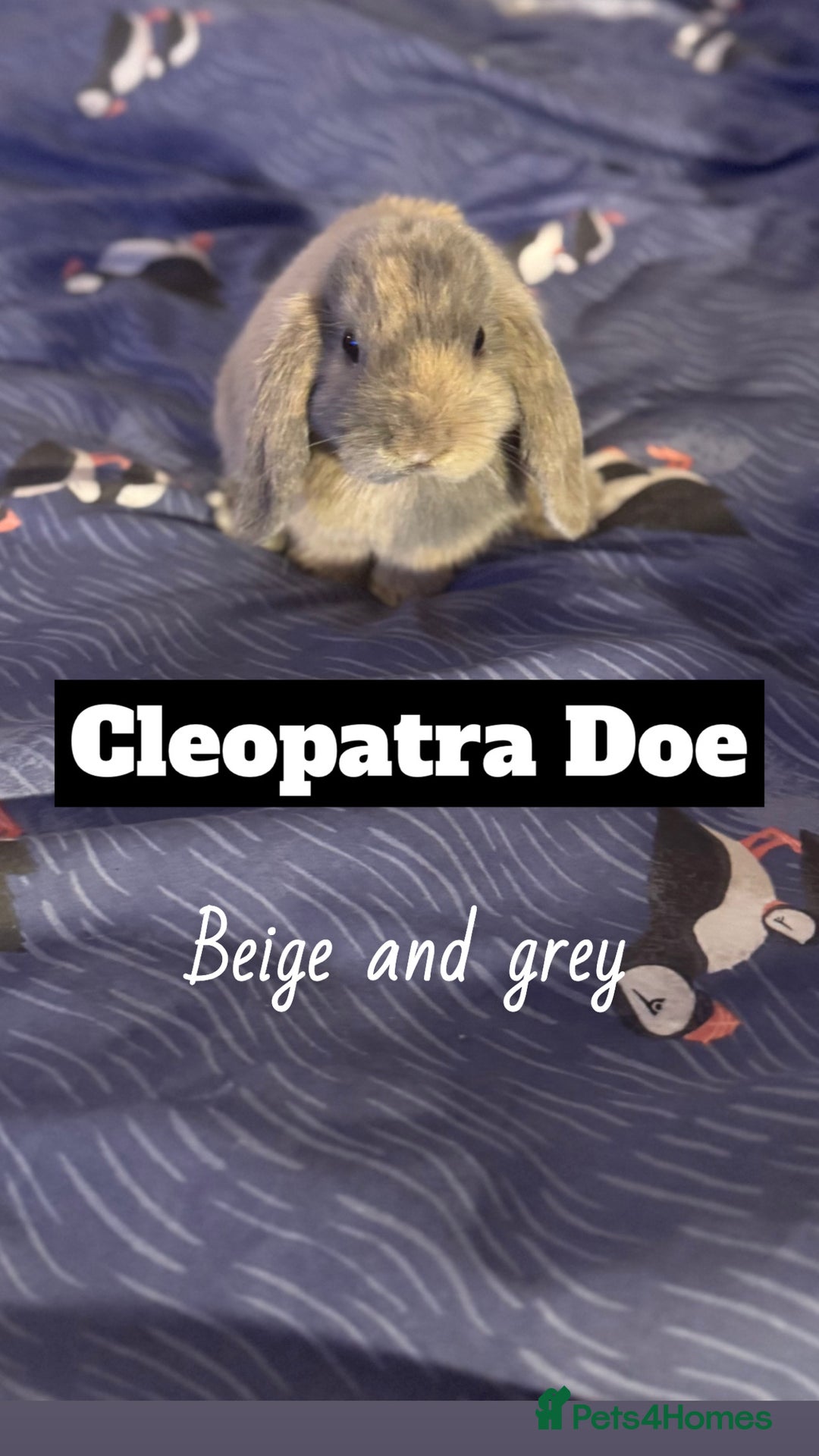 Mini Lop rabbits for sale: 4 mini lops  - Image 4