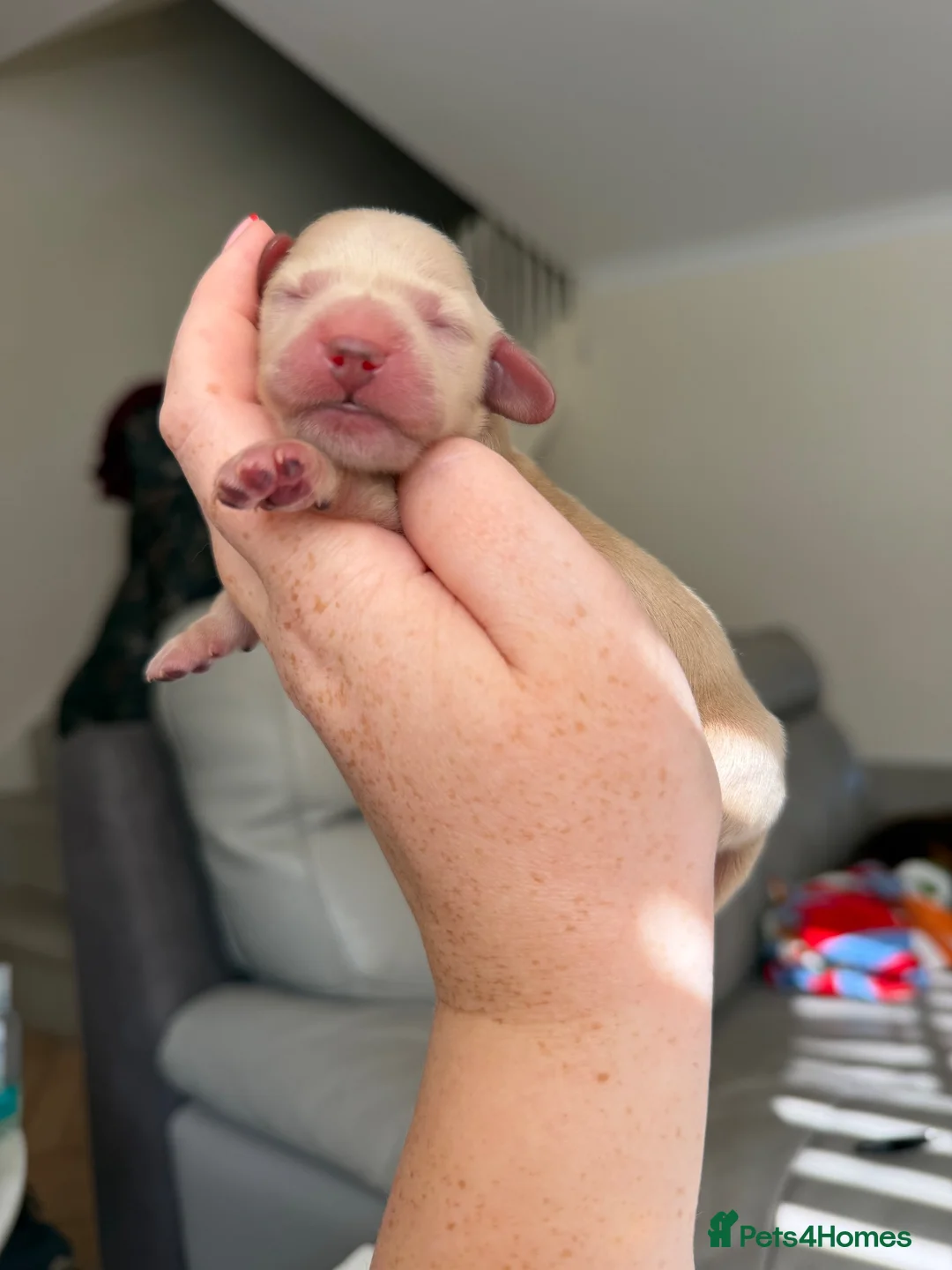 Miniature Dachshund dogs for sale: 🍦CREAM KC LONGHAIR MINI DAXI GIRLS🌞 - Advert 31