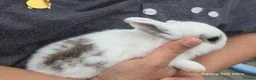 Dutch rabbits for sale: Adorable cute bunnies, male and female  - Advert 1