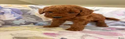 Labradoodle dogs for sale: LICENSED BREEDER F2b miniature labradoodles - Advert 9