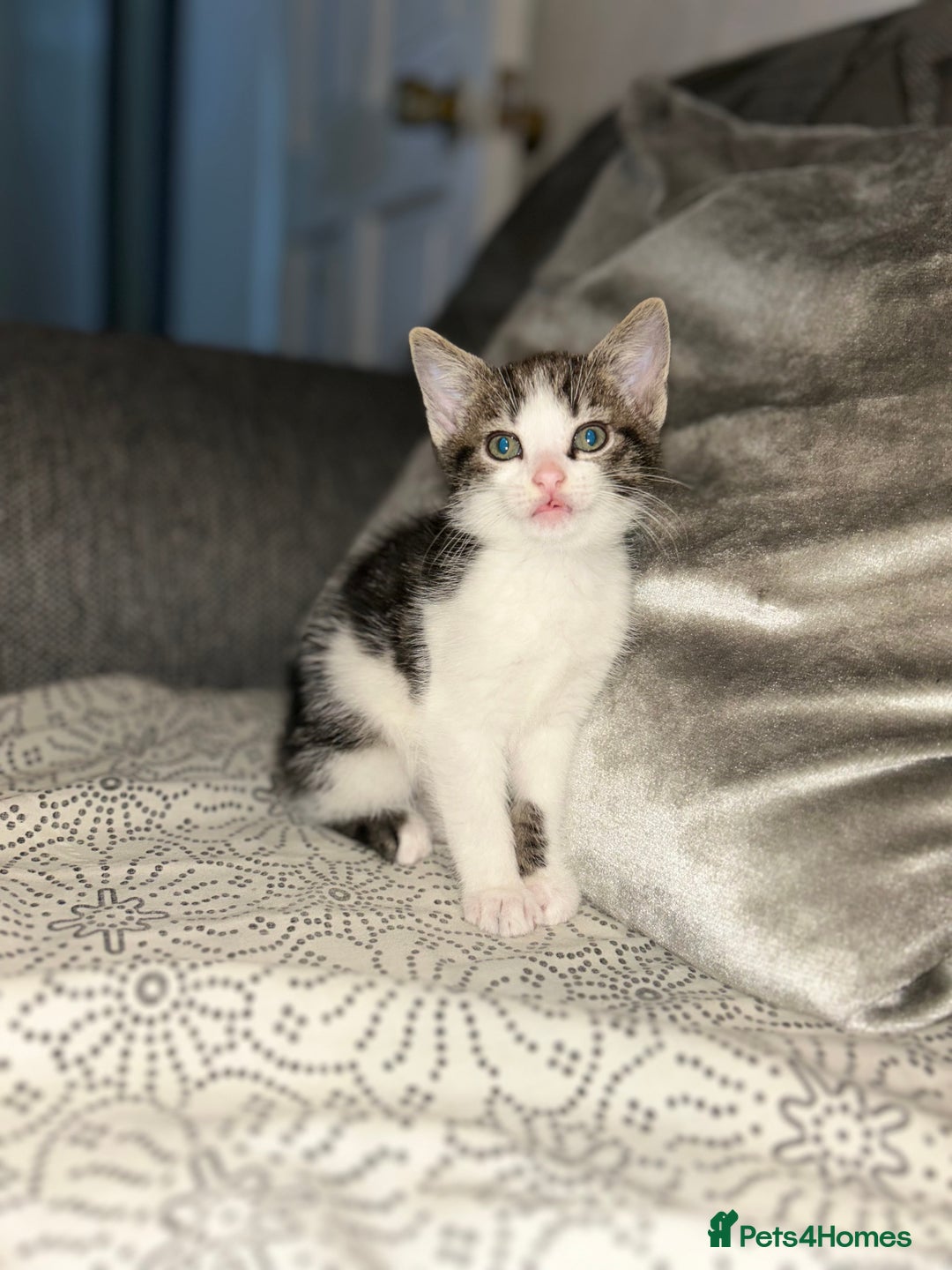 Domestic Shorthair cats for sale: Kittens for sale - Advert 6