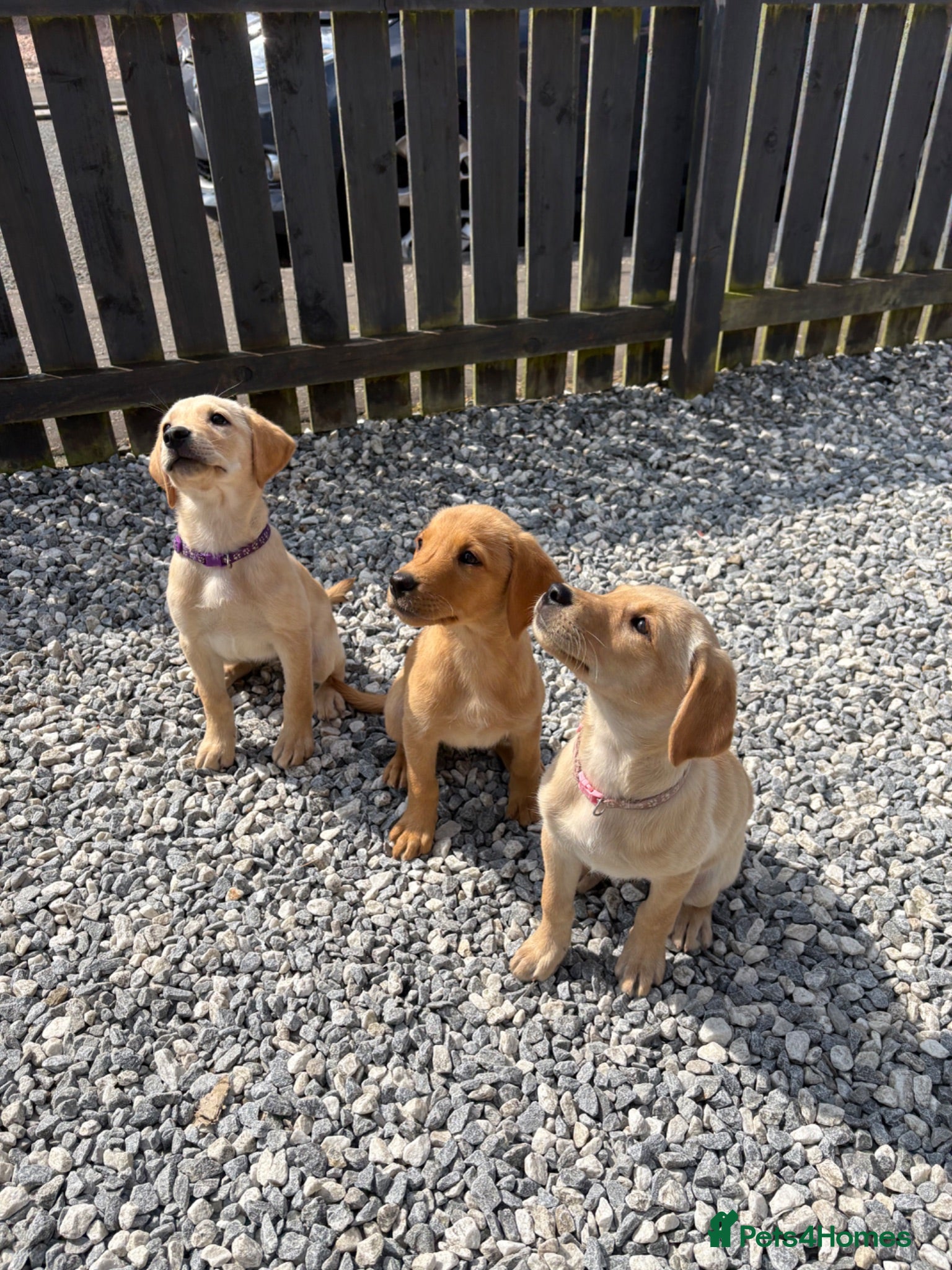 Labrador Retriever dogs Labrador pups for sale  - Advert 2
