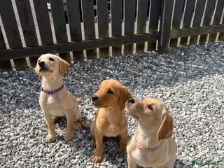 Labrador Retriever dogs Labrador pups for sale - Advert 2