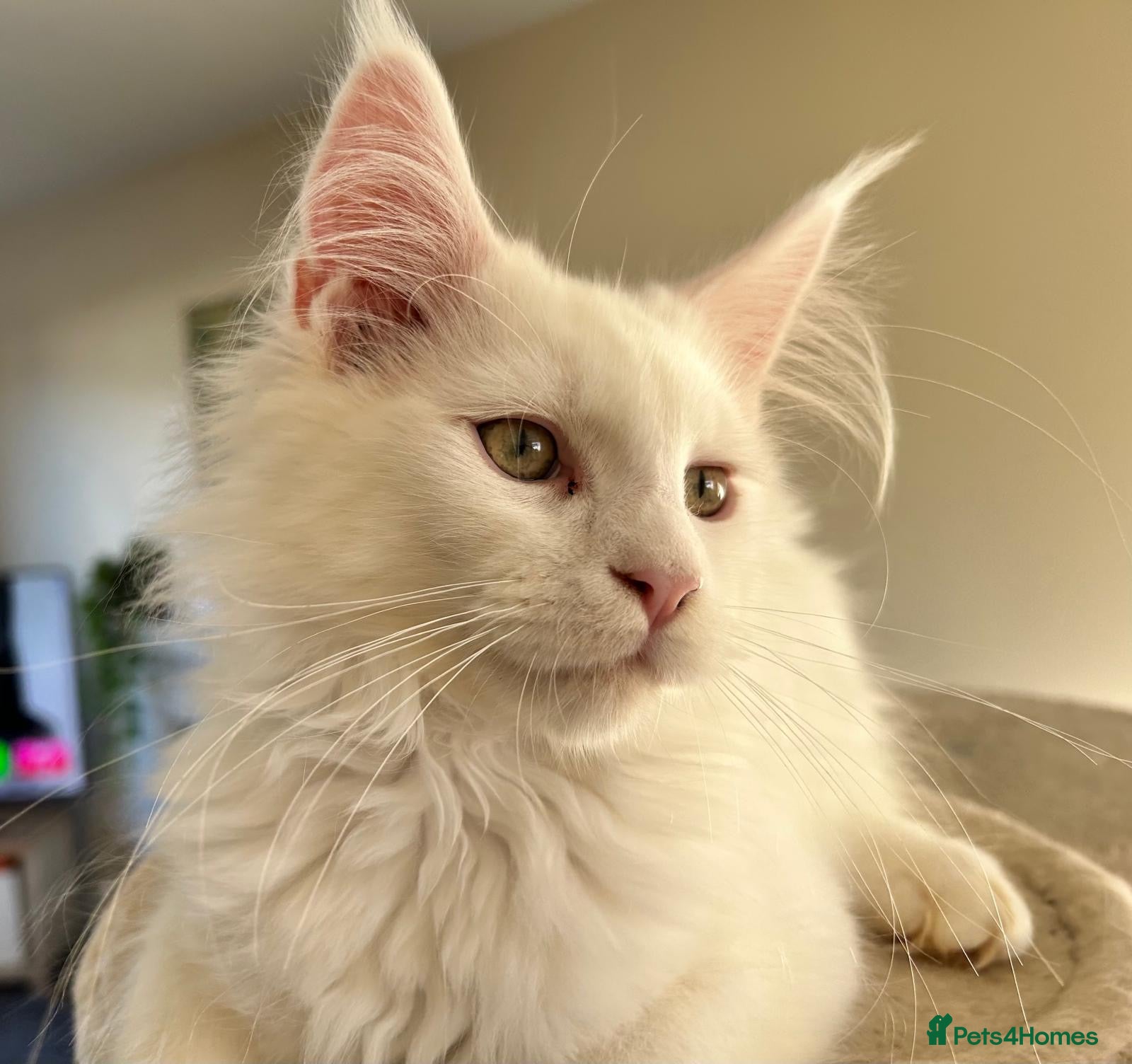 Maine Coon cats READY TO LEAVE Top quality Maine coon kittens - Advert 5