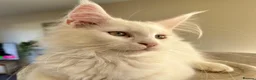 Maine Coon cats for sale: READY TO LEAVE Top quality Maine coon kittens - Advert 1