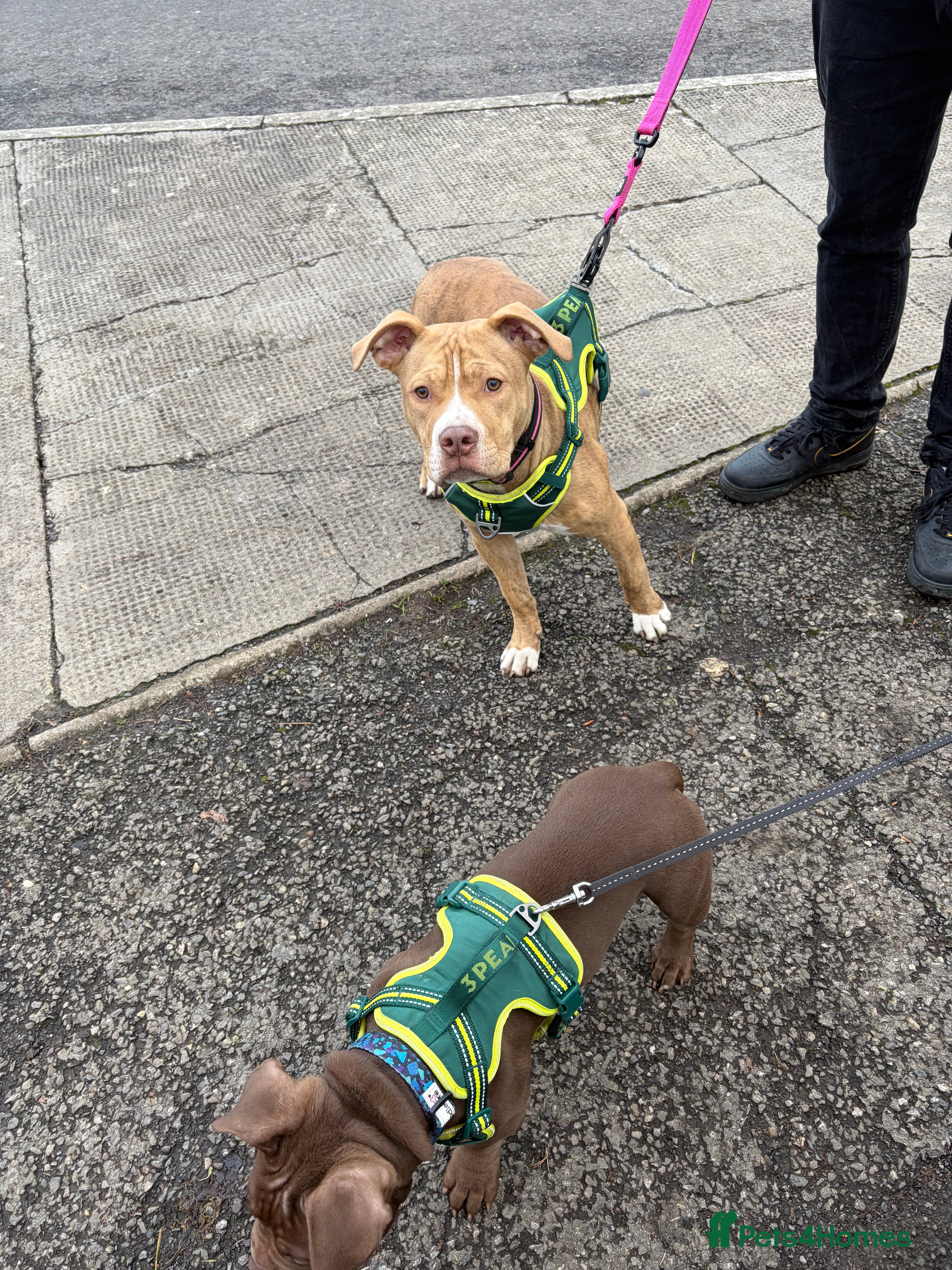 Staffordshire Bull Terrier dogs Female staff 7 months old  - Advert 4