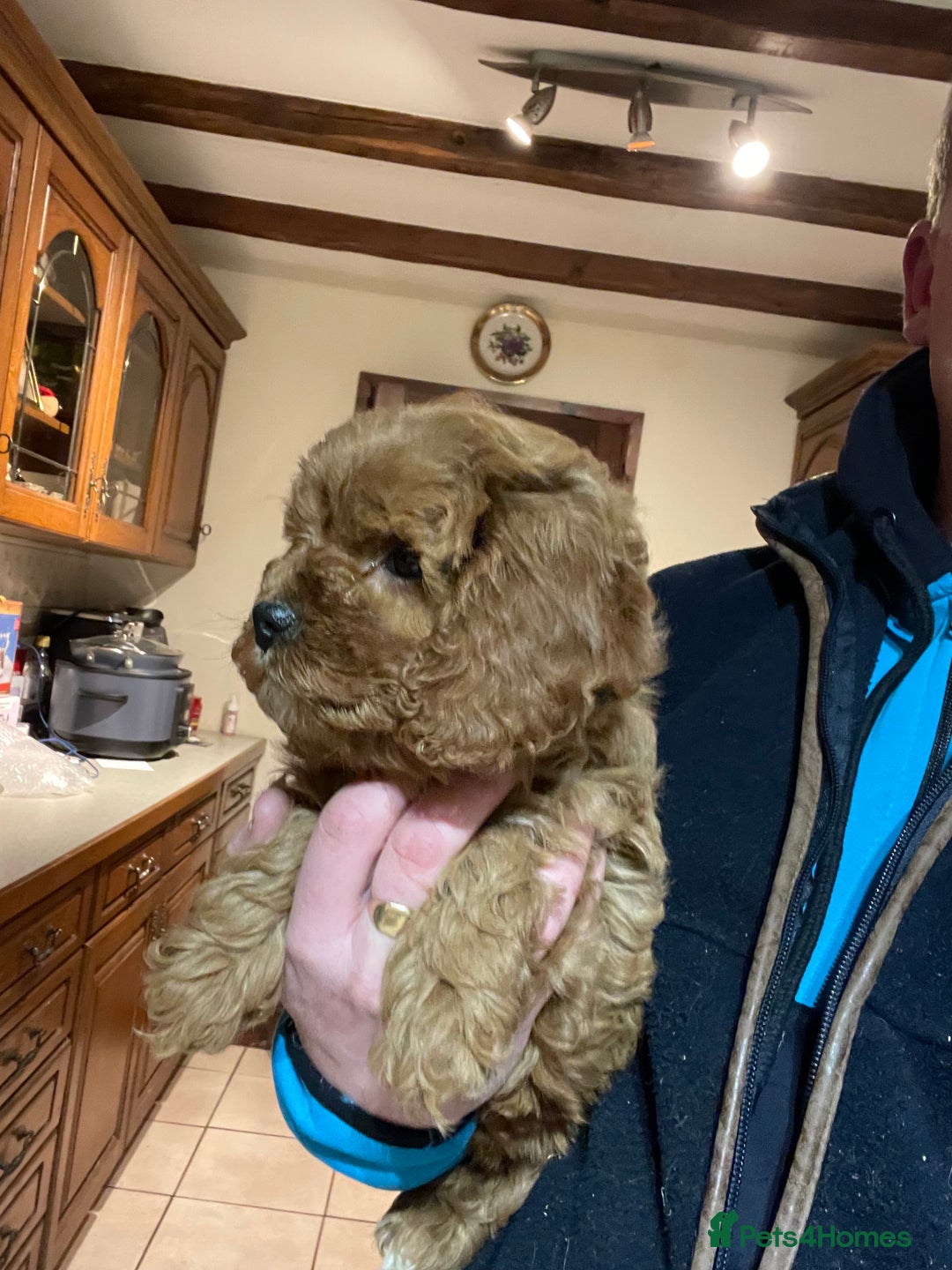 Cavapoo dogs for sale: Cavapoo girl  - Advert 5