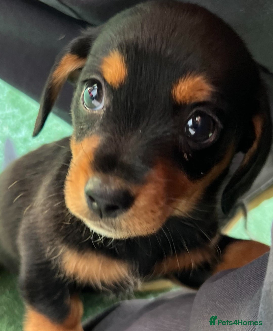 Mixed Breed dogs for sale: Adorable playful Cavachon x Dachshound pups - Advert 19