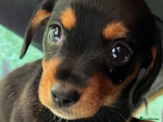 Mixed Breed dogs Adorable playful Cavachon x Dachshound pups - Advert 9