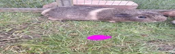 Guinea Pig rodents for sale: Male and female guinea pigs for sale  - Advert 9