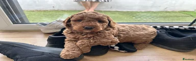 Cockapoo 1