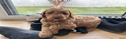Cockapoo dogs for sale: Adorable Cockapoo Puppies Ready for Loving Homes in Leeds - Advert 13