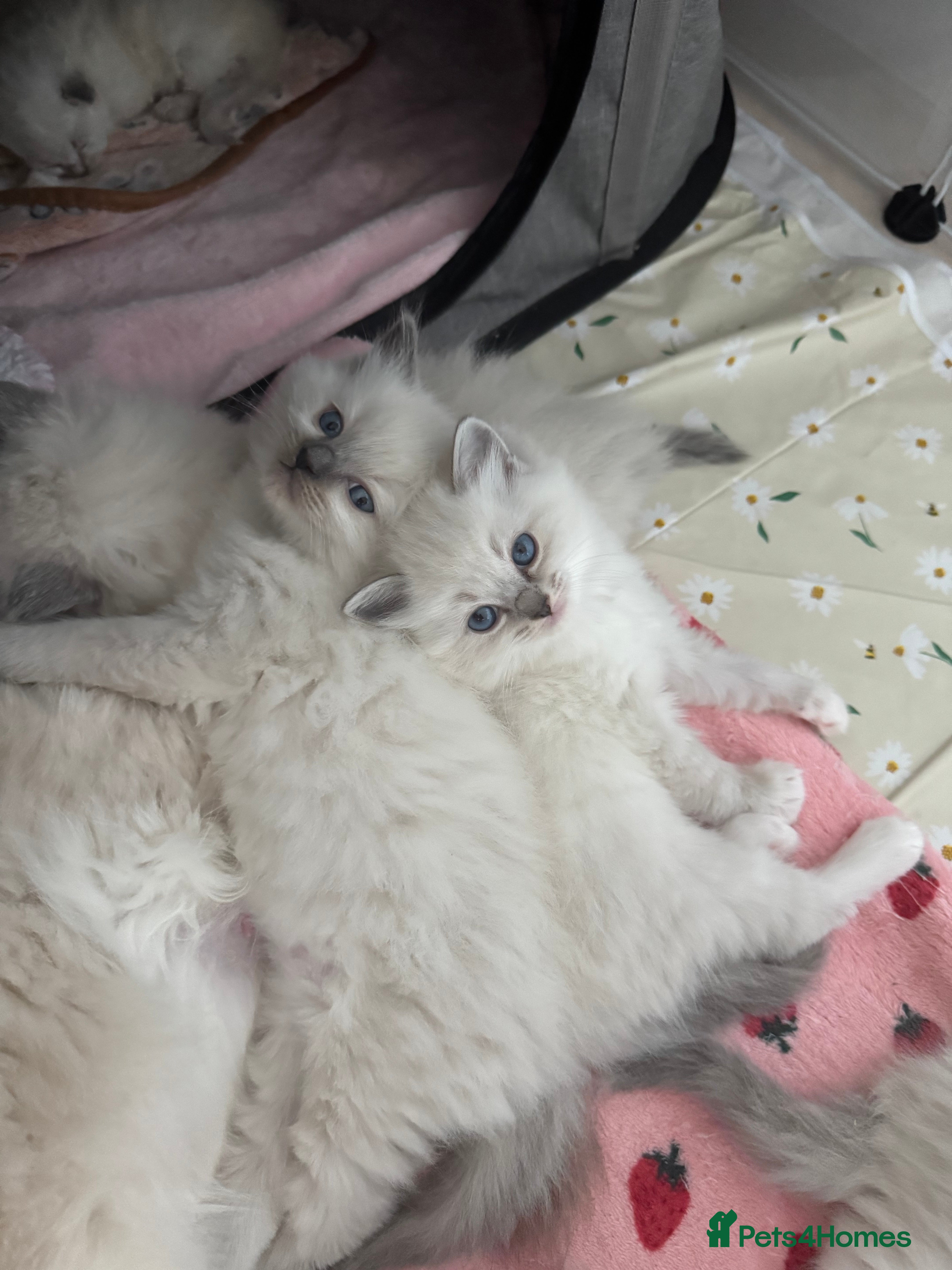 Ragdoll cats Pure Blue Point Ragdoll kittens  - Advert 4
