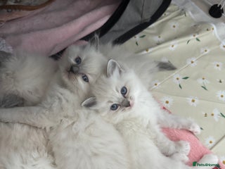 Ragdoll cats Pure Blue Point Ragdoll kittens - Advert 4