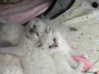Ragdoll cats Pure Blue Point Ragdoll kittens - Advert 12