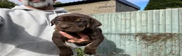 Mixed Breed dogs for sale: Mum bull mix dad European Doberman Bullderman pups in Swansea - Advert 3