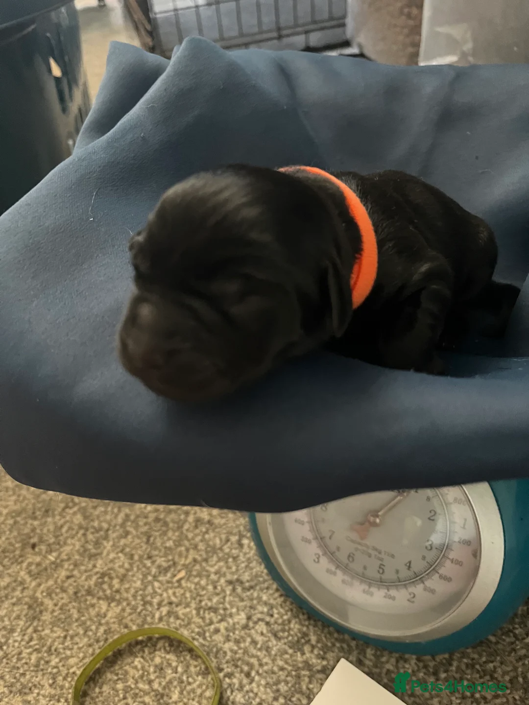 Mixed Breed dogs for sale: Labrottie pups🌟ONLY 3 boys left! ready 17th July  - Advert 29