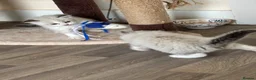 Ragdoll cats for sale: 1 Bicolour 2 seals Ragdoll kittens left - Advert 9