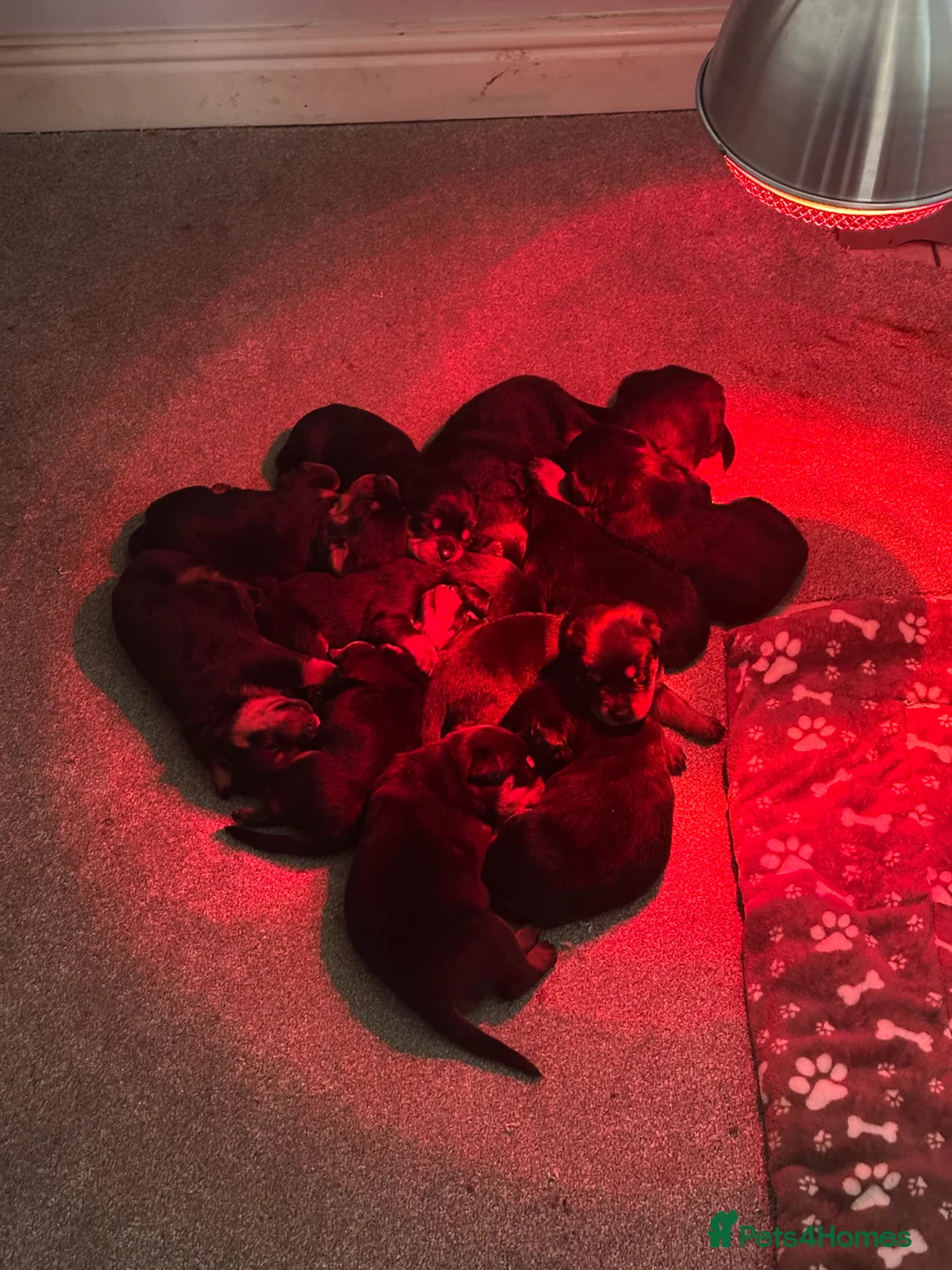 Rottweiler dogs for sale: Beautiful Rottweiler puppies  - Advert 6