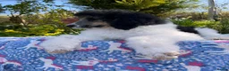 Standard Poodle dogs for sale: Standard poodle Fully vac Ready Now 1BOY LEFT  - Advert 14