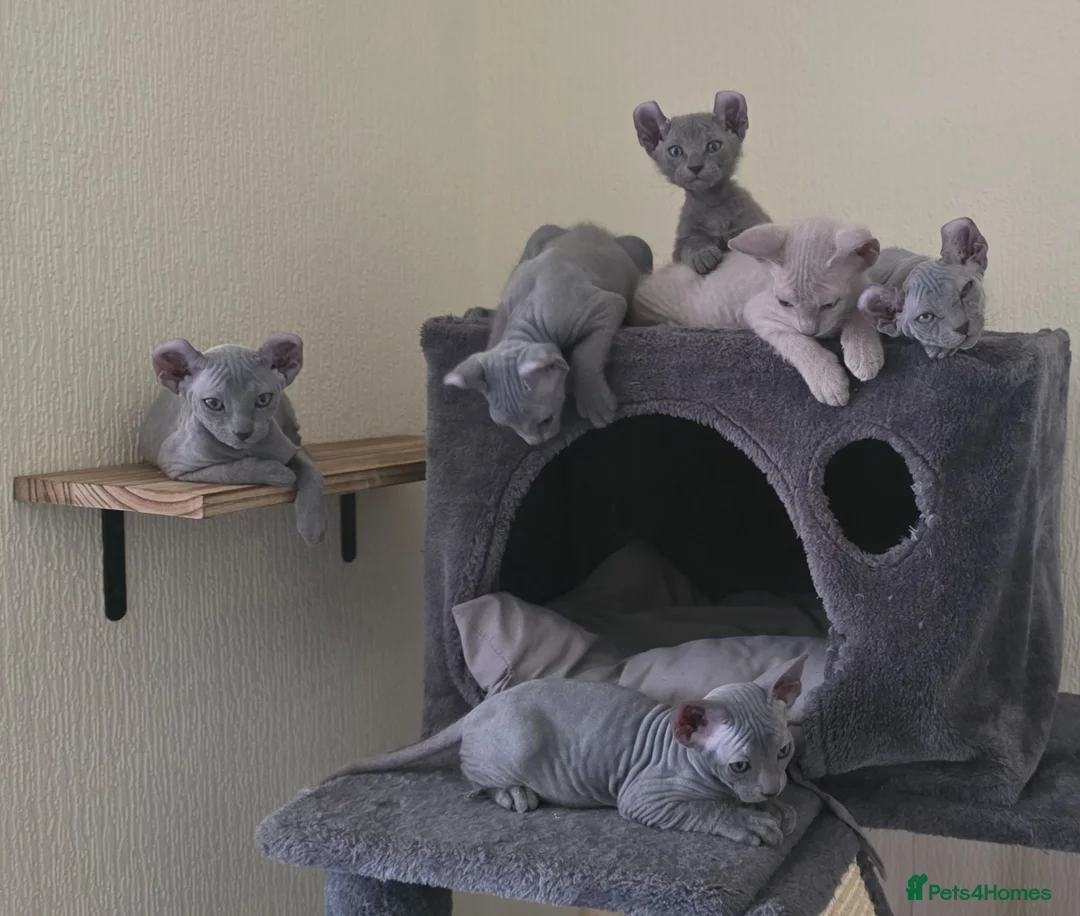 Sphynx cats for sale: Sphynx Elf & Peterbald Kittens - Advert 2
