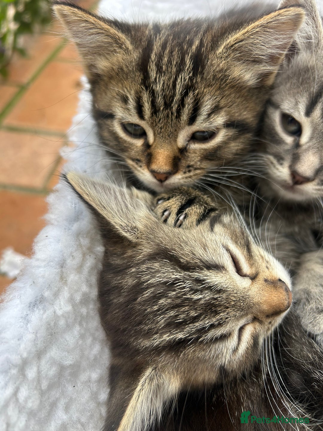 Mixed Breed cats for sale: 4 kittens for sale mixed breed  - Image 4