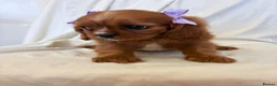 Cavalier King Charles Spaniel dogs for sale: Kc Cavalier King Charles . - Advert 10