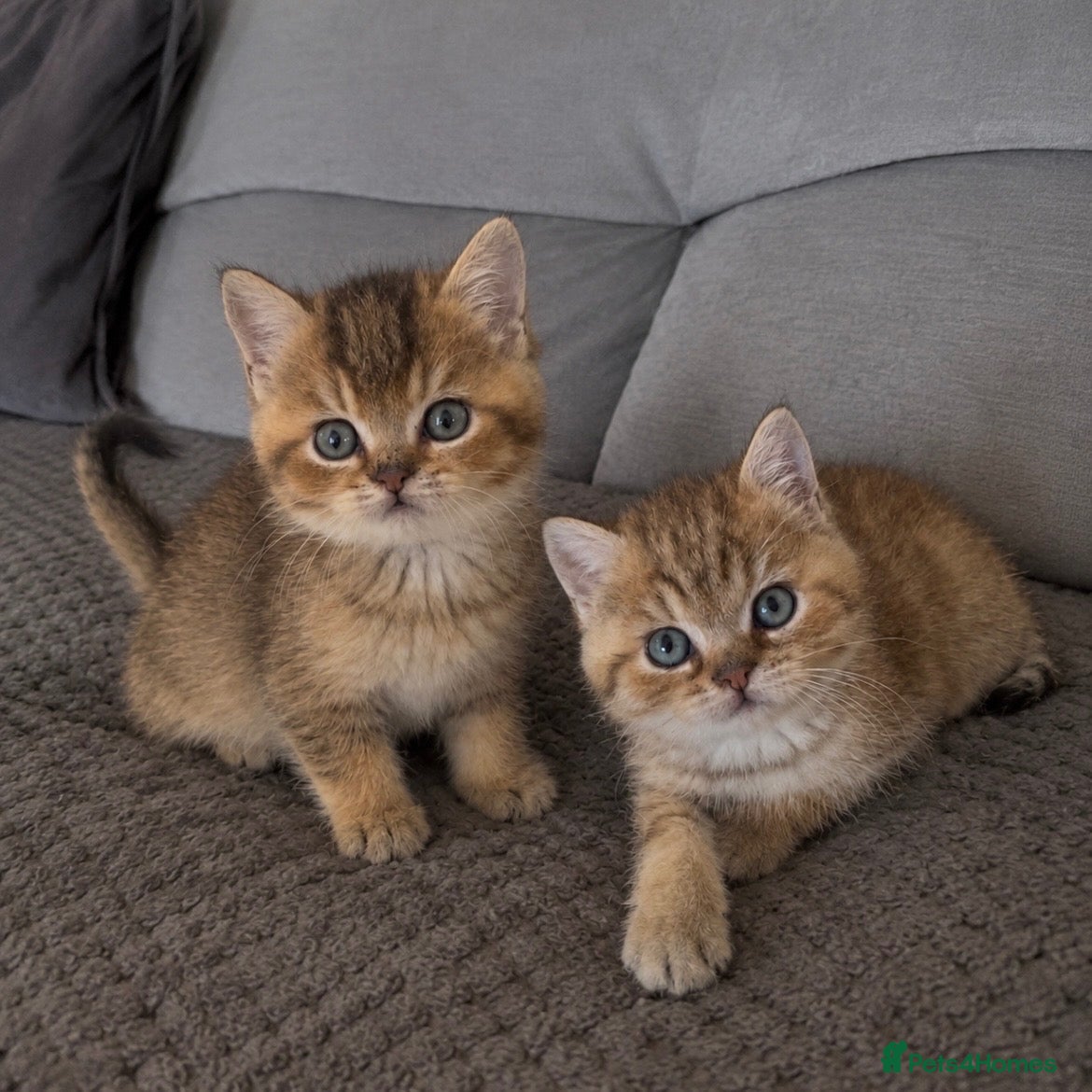 British Shorthair cats TICA reg black golden kittens  - Advert 13