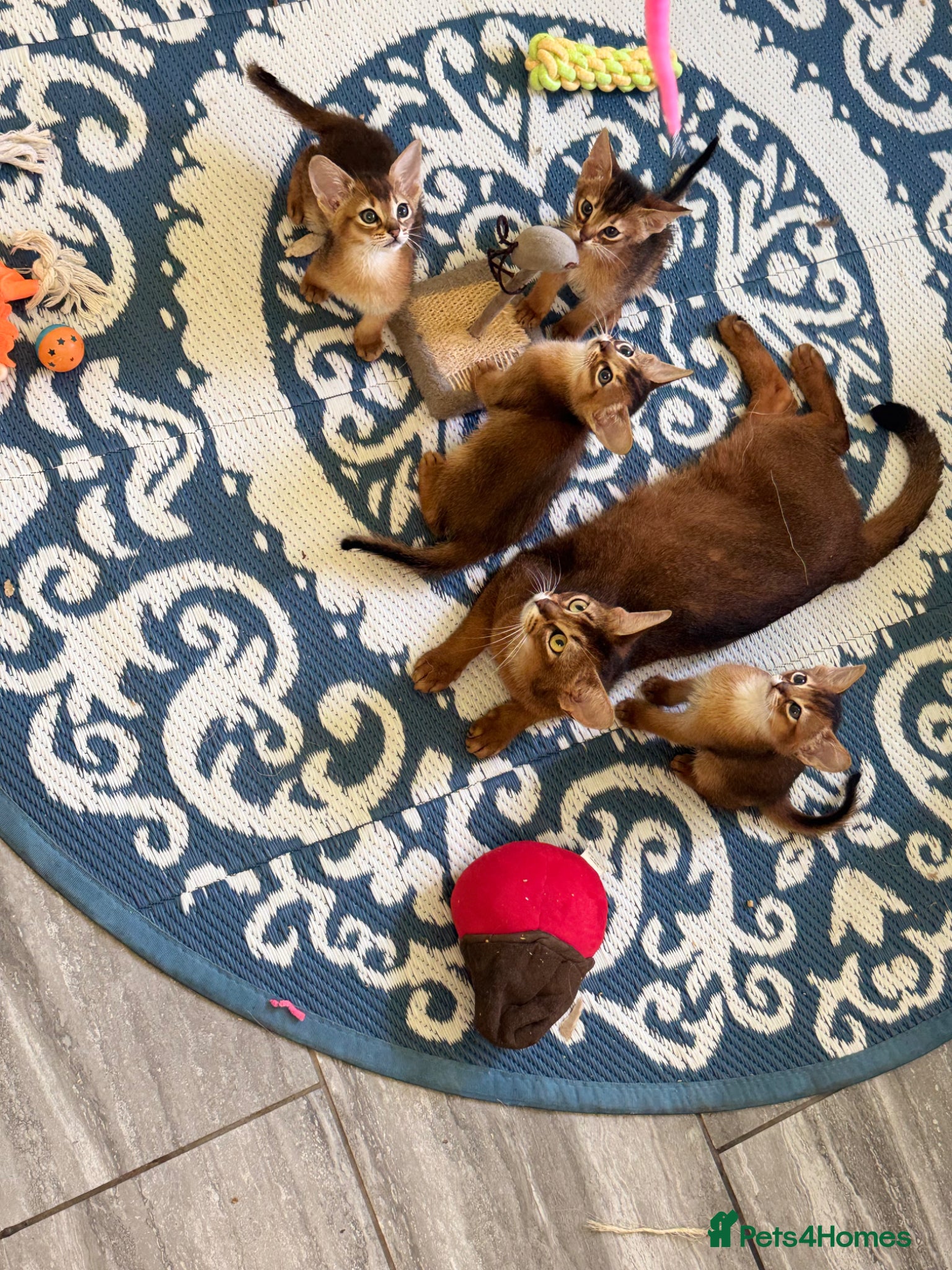 Abyssinian cats Pedigree abbysinian kittens - Advert 2