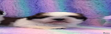 Shih Tzu 1