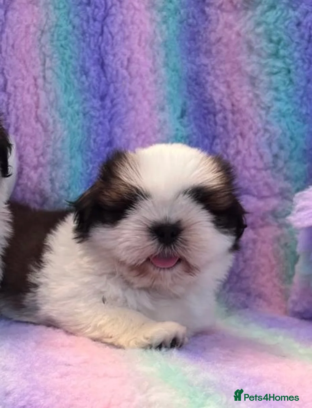 Shih Tzu dogs for sale: Lovely Shih Tzu puppies - Advert 18