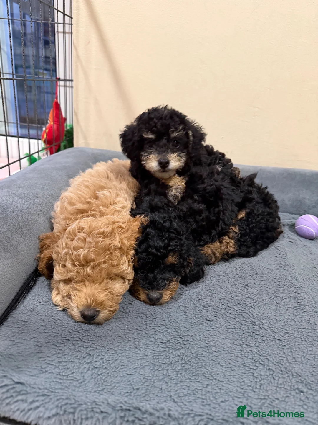 Jackapoo dogs for sale: Jackapoo Puppies - Advert 1