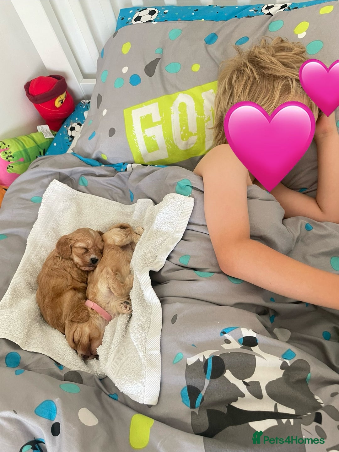 Cavapoo dogs for sale: Wonderful beautiful f1 champagne cavapoo babies  - Image 26