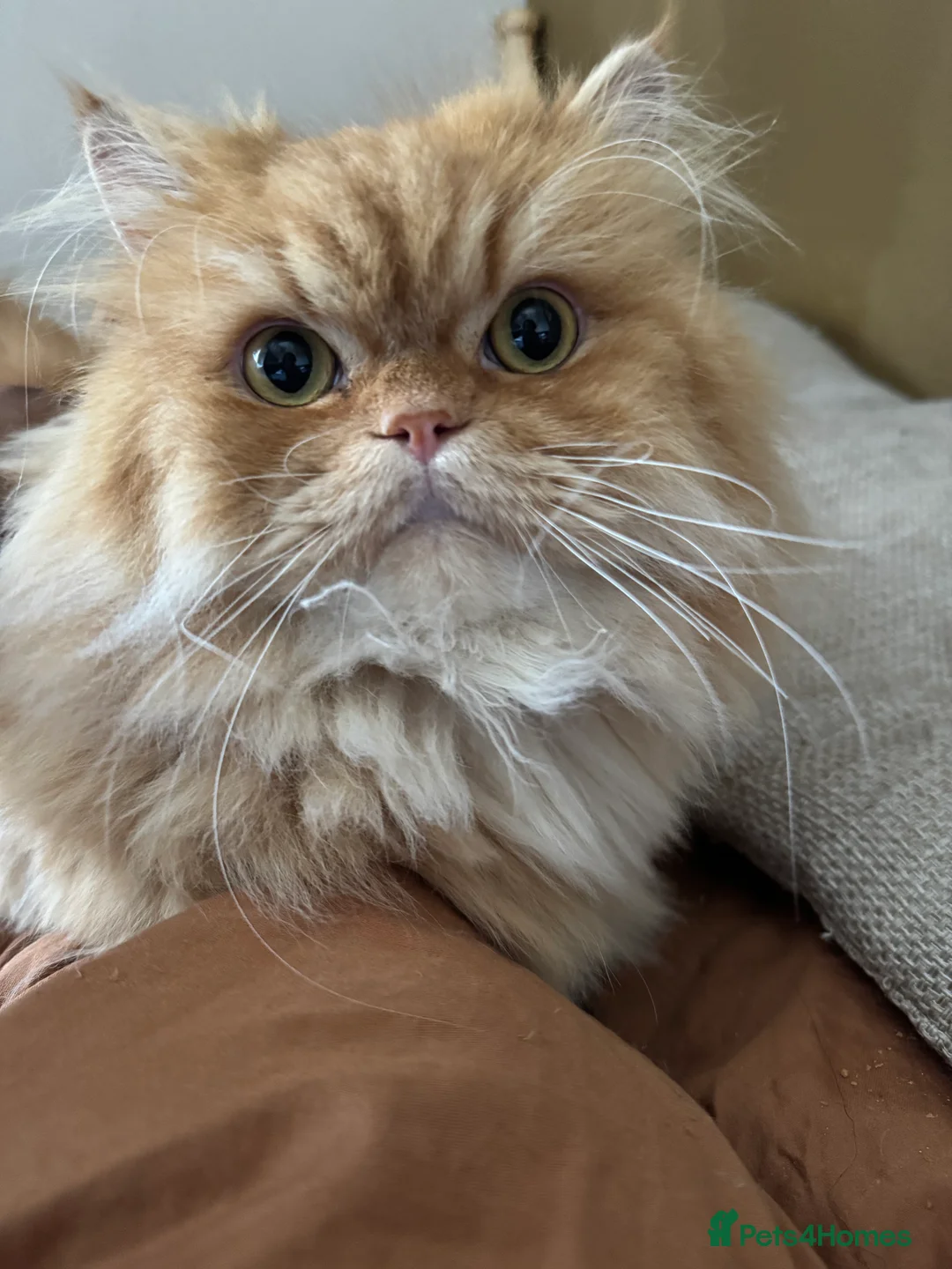 Persian cats for sale: Ginger Persian Cat - Advert 1
