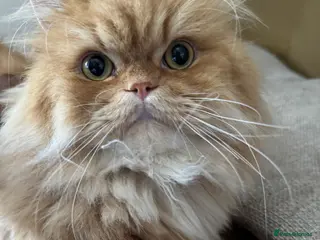Persian cats Ginger Persian Cat - Advert 4