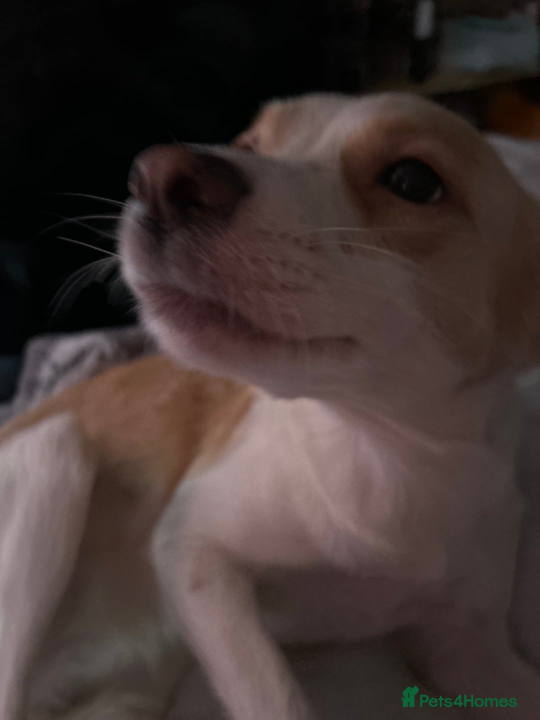 Mixed Breed dogs for sale: amalia - Advert 4