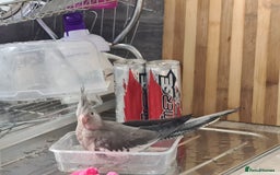 Cockatiels birds for sale: 2 beautiful birds (couple) - Image 6
