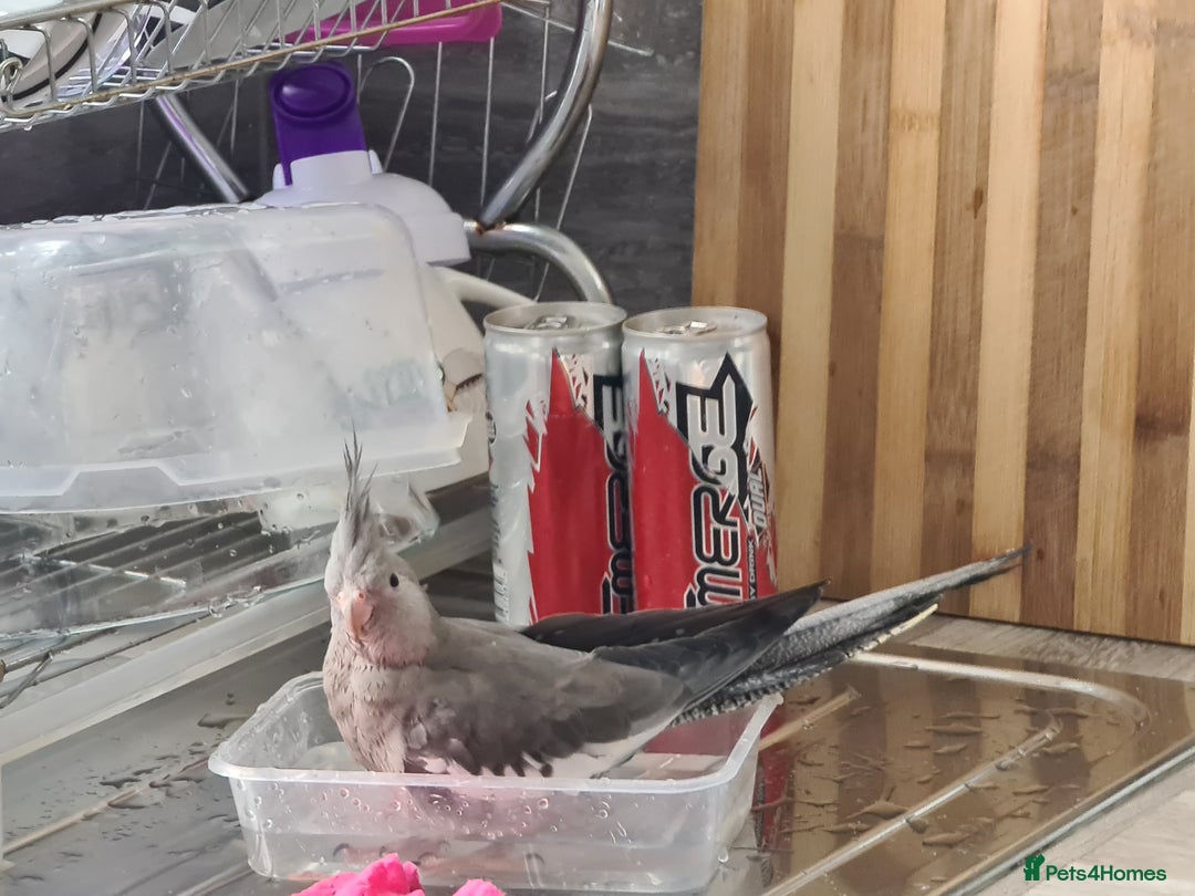 Cockatiels birds for sale: 2 beautiful birds (couple) - Image 6