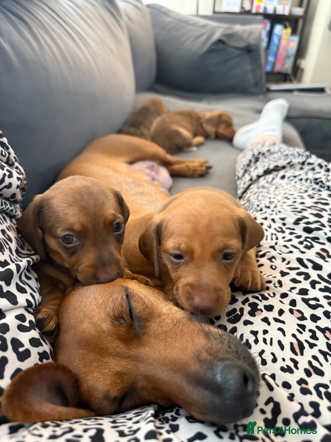 Miniature Dachshund dogs for sale: 5 miniature dachshund puppies  - Image 28