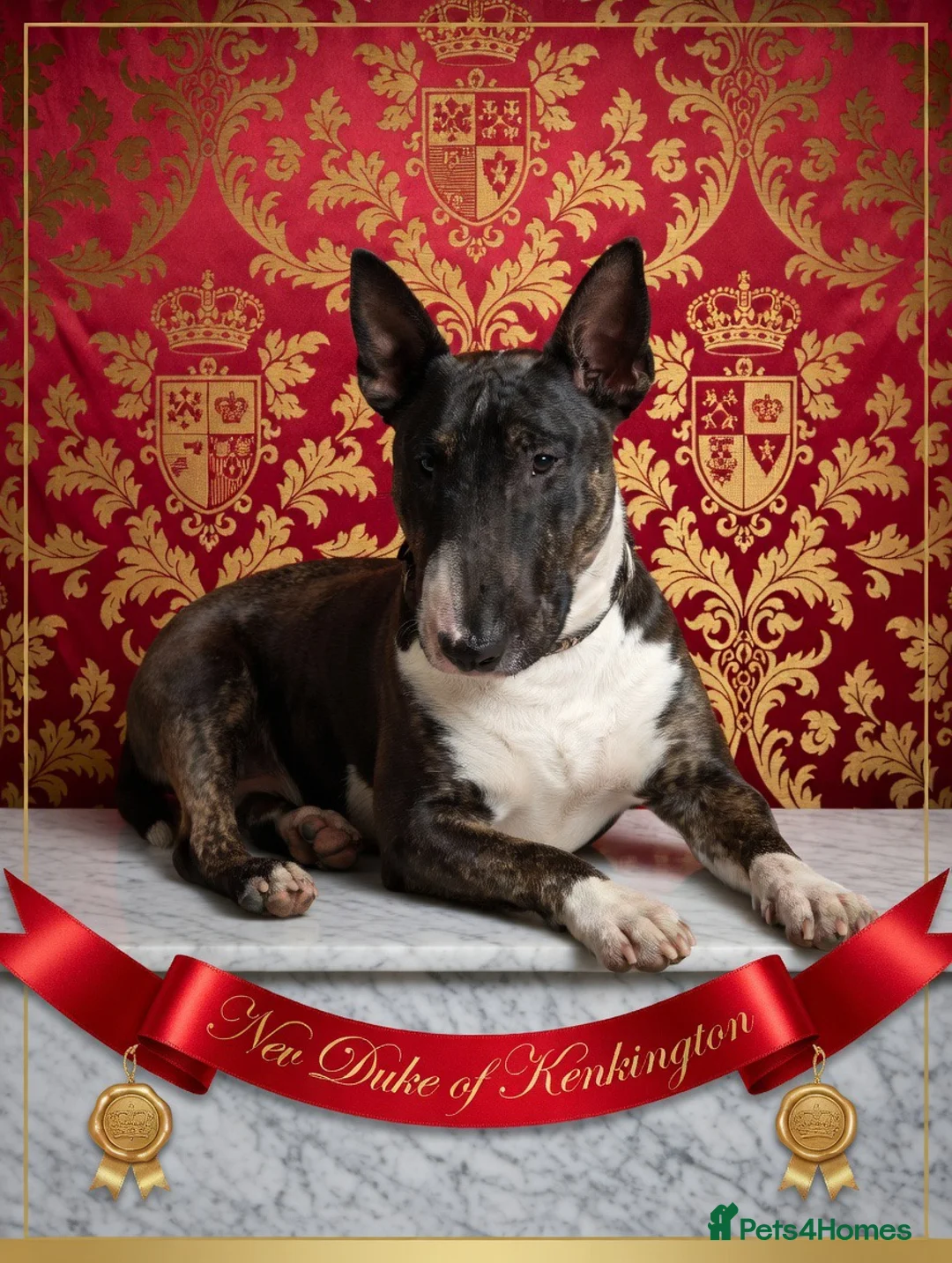 English Bull Terrier dogs for stud: English bull terrier stud proven - Advert 9