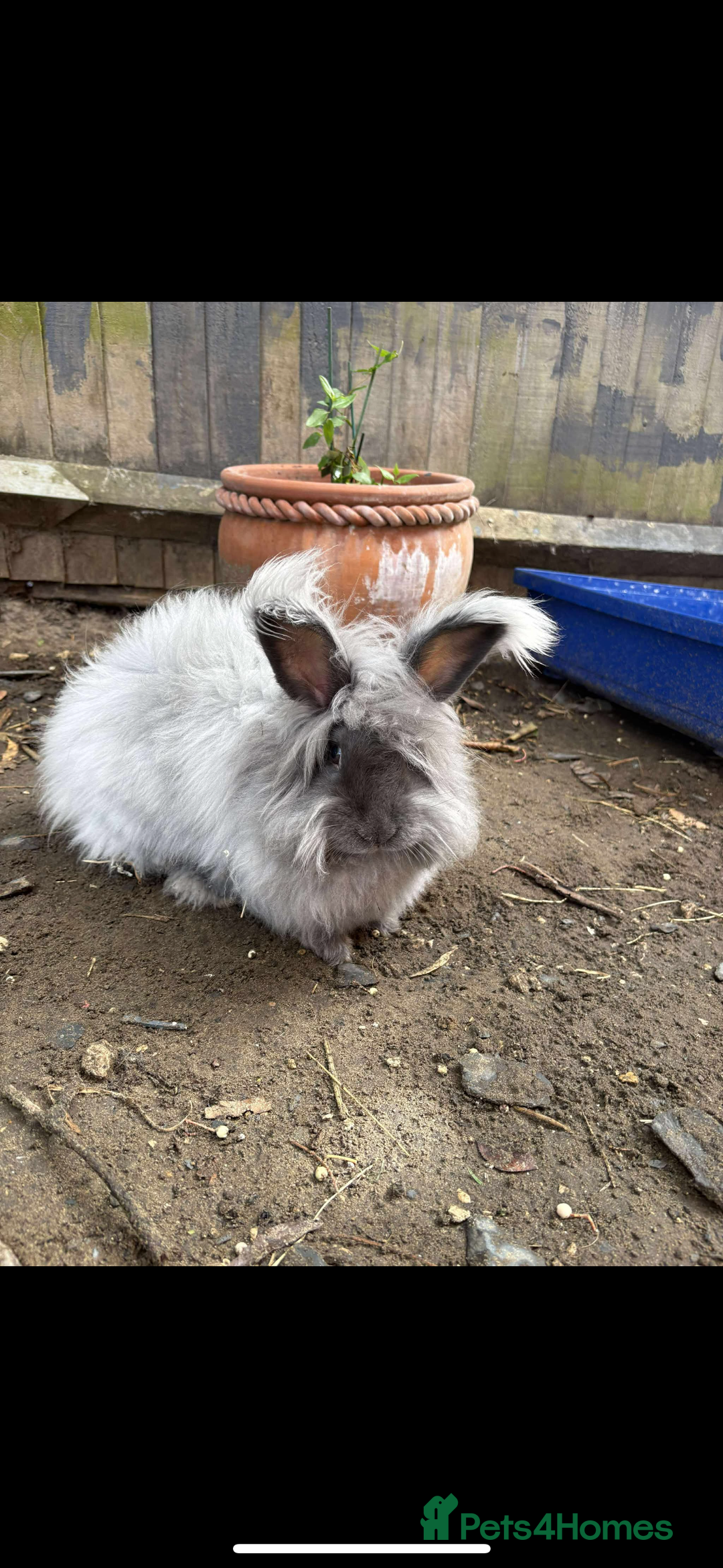 Mixed Breed rabbits for sale: Beautiful babies  - Advert 10