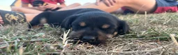 Australian Kelpie dogs for sale: Australian kelpies   - Advert 1