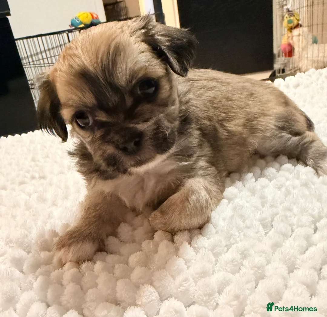 Mixed Breed dogs for sale: Fluffy Malchi puppies  - Advert 18