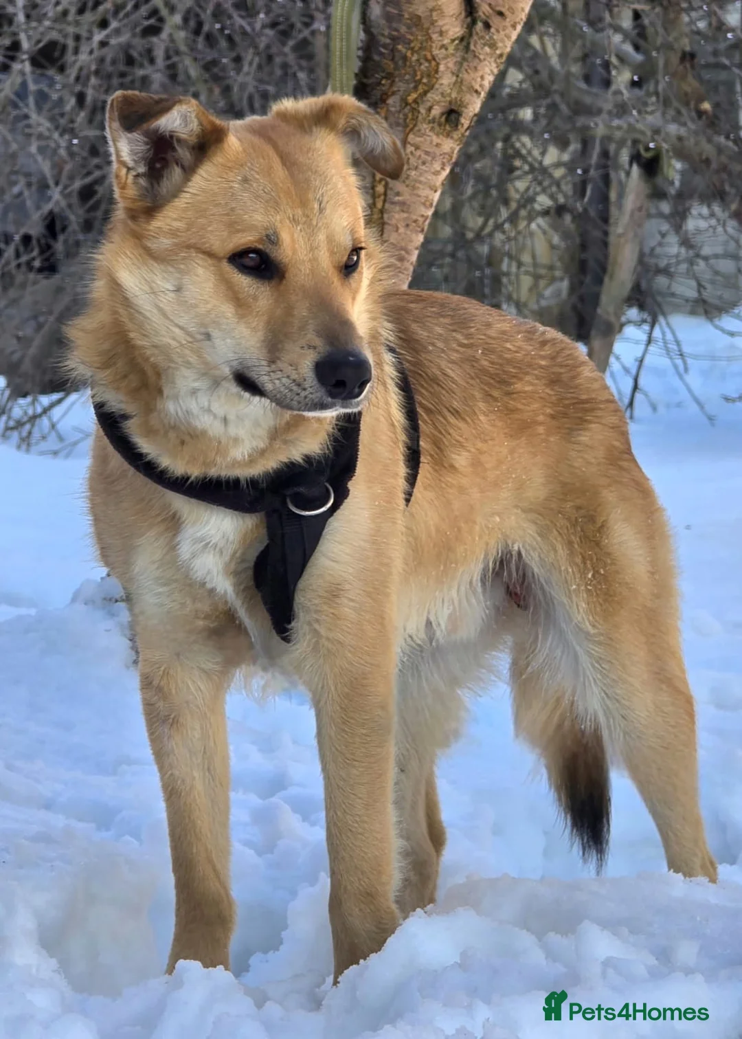 Mixed Breed dogs for adoption: 💙Yanik💙 1,5 yo low medium boy with an open heart - Advert 9